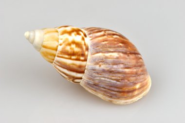 salyangoz kabuğu
