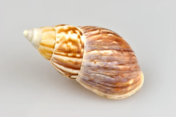 Caracol — Fotografia de Stock