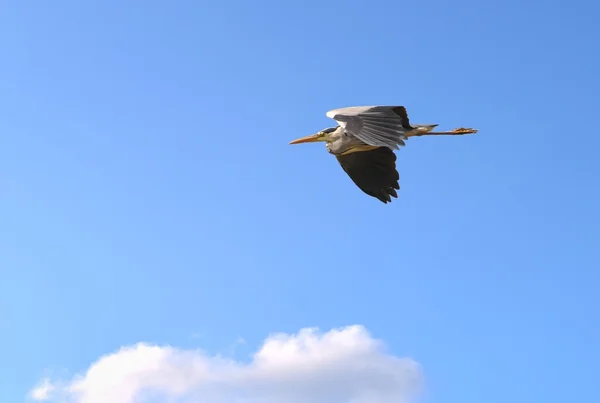 Gray heron in flight — Stock Photo, Image