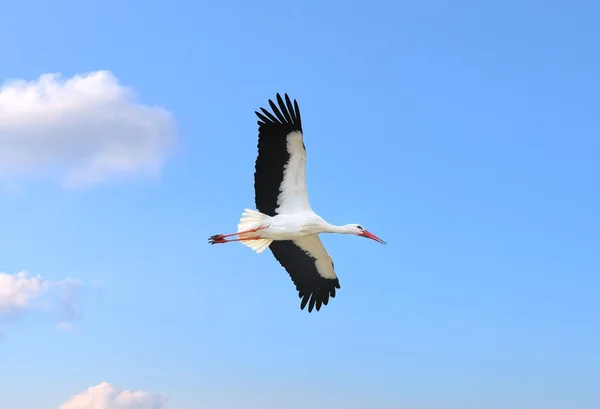 飛行中のコウノトリ — ストック写真