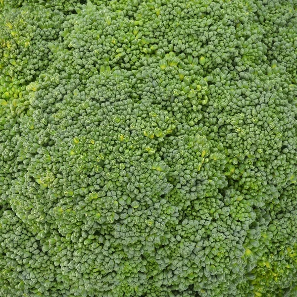 Broccoli — Stock Photo, Image