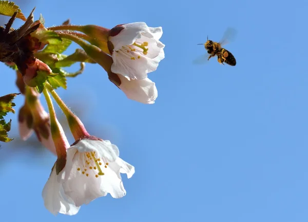 Abeja en vuelo —  Fotos de Stock