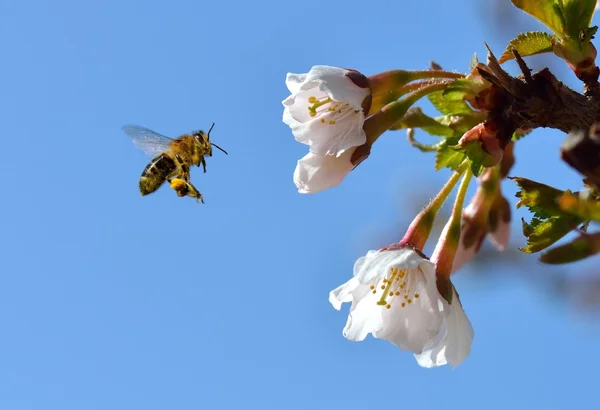 Abeja en vuelo —  Fotos de Stock