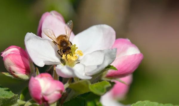 Bee in apple blossom — Stock Photo, Image