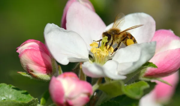 Abeja en flor de manzana —  Fotos de Stock