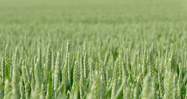 Grano — Foto de Stock