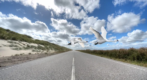 Swans in Flight — Stock Photo, Image