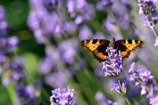 Großer Fuchs — Stock Photo, Image