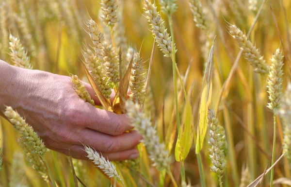 Wheat — Stock Photo, Image