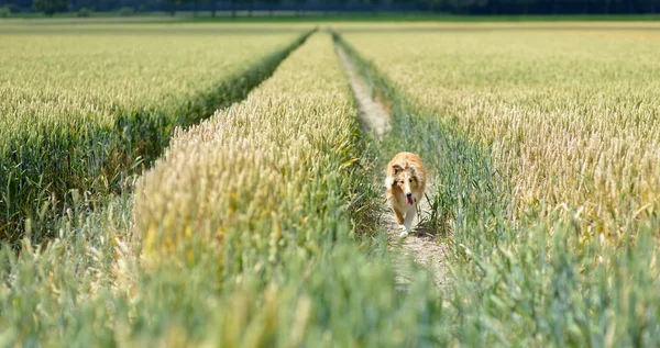 Collie in wheat field — Stock Photo, Image