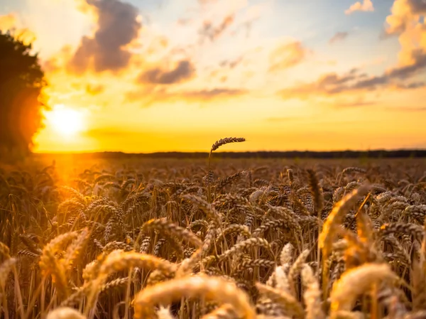 Weizenfeld im Sonnenuntergang — Stockfoto