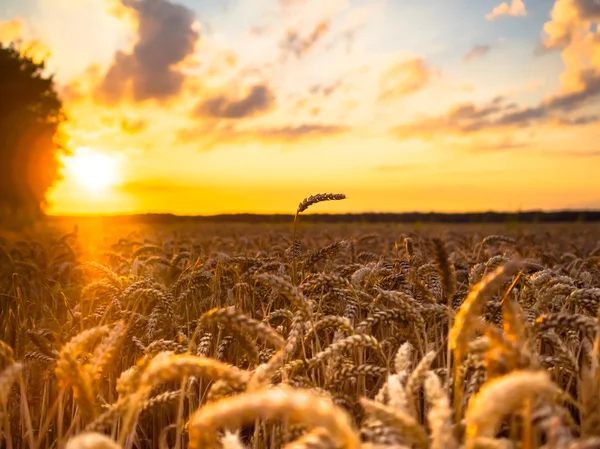 Weizenfeld Sonnenuntergang im — 图库照片