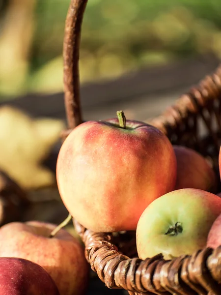 Apfelernte — Stockfoto