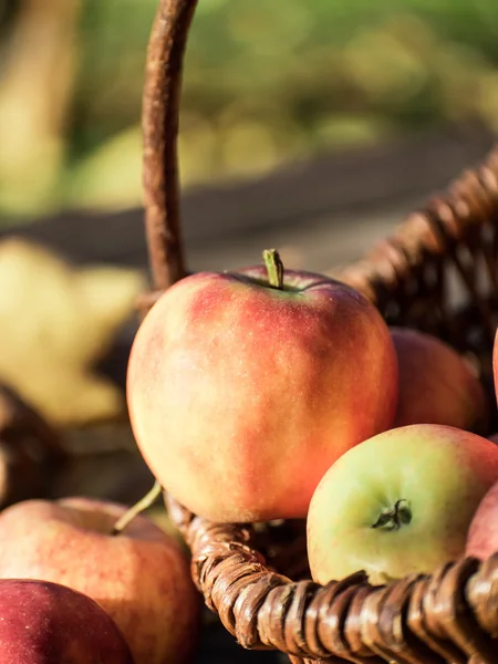 Apple picking — Stock Photo, Image