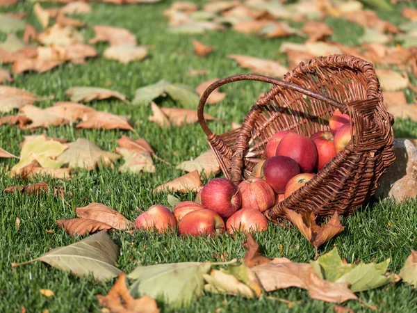 Apple picking — Stock Photo, Image