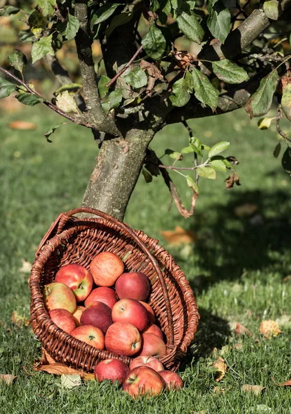 Apfelernte — Stockfoto