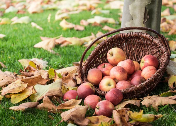 Appelplukken — Stockfoto