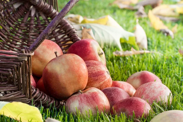 Apple picking — Stock Photo, Image