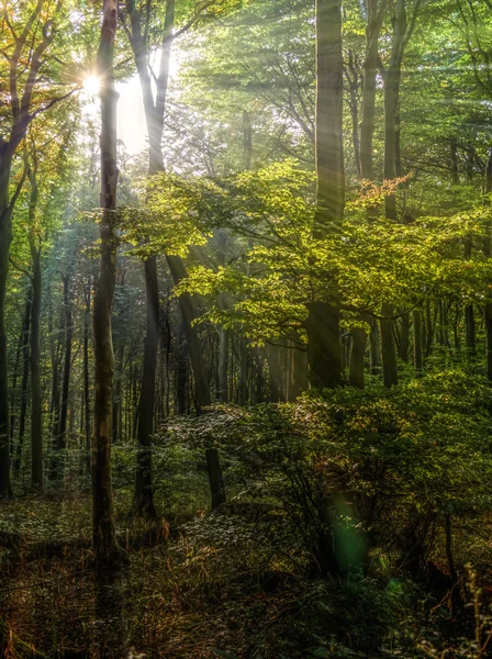 Rayos de sol en el bosque — Foto de Stock