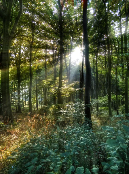 Sun rays in the forest — Stock Photo, Image