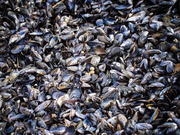 Cozze — Foto Stock