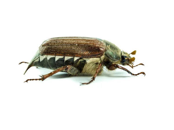 Cockchafer — Stok fotoğraf