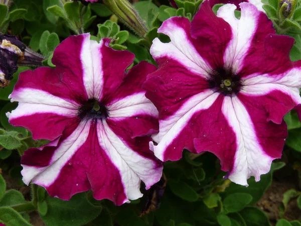 Petunias — Stock Photo, Image