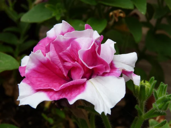 Petunia — Foto Stock