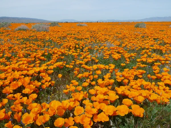 加州罂粟 — 图库照片