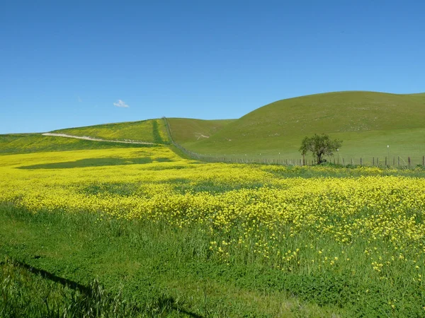 Campo de flores — Fotografia de Stock