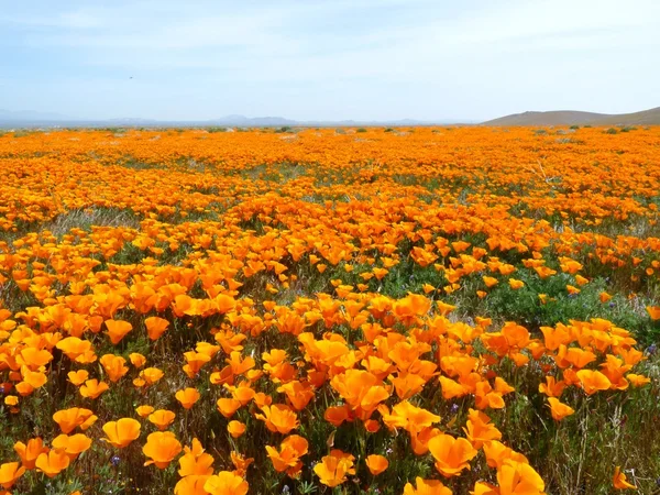 California haşhaş Telifsiz Stok Fotoğraflar