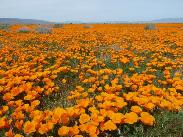 カリフォルニア ・ ポピー ストック写真