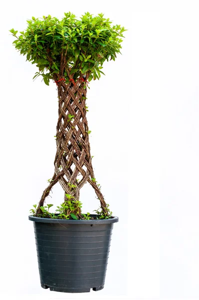 Bonsai söğüt ağacı