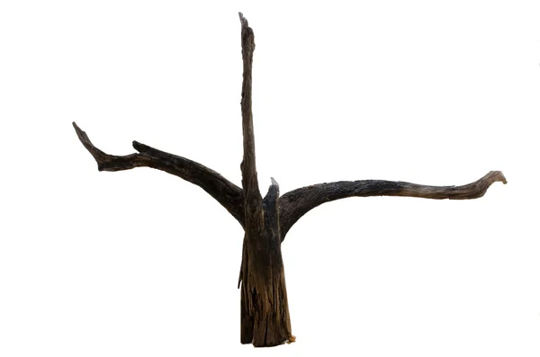 Driftwood tree stump — Stock Photo, Image