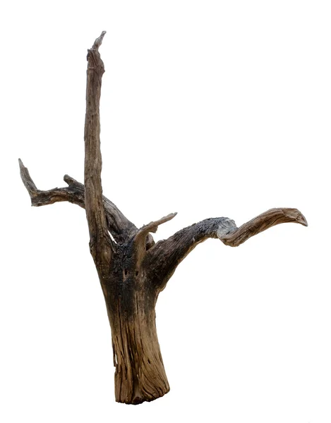 Driftwood tree stump — Stock Photo, Image