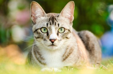 tekir kedi