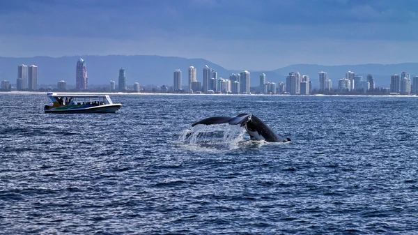 Whale staart — Stockfoto