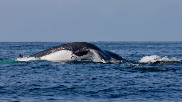 Whale — Stock Photo, Image