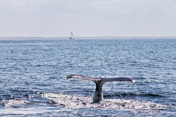 Ballena buceando por el agua Fotos de stock