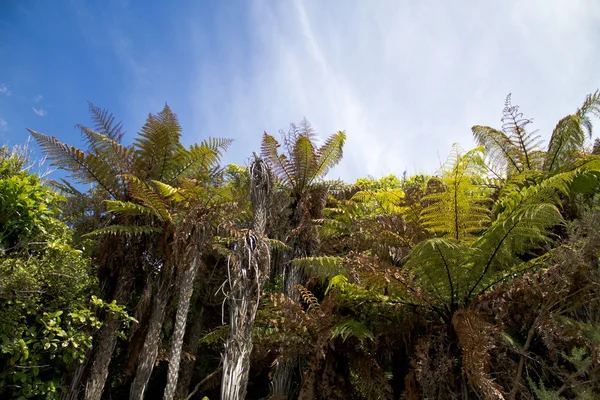 本机的新西兰森林 免版税图库照片