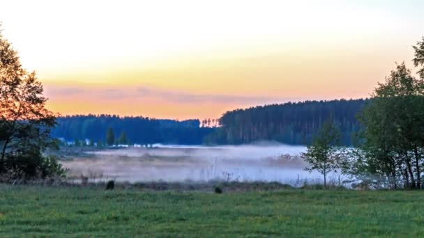 Pride of the morning — Stock Video