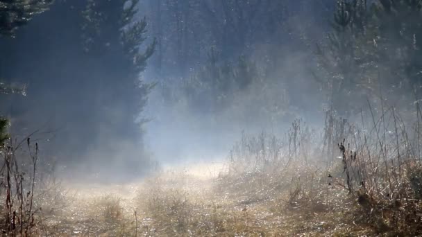 Reggeli köd felett az erdei út — Stock videók