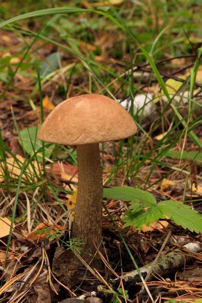 Jedlé houby. — Stock fotografie