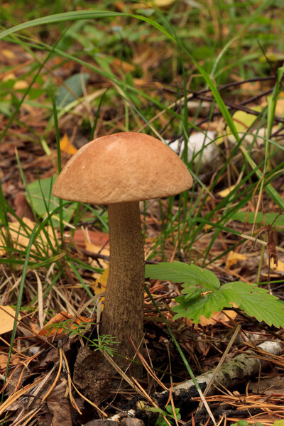 Edible mushroom.