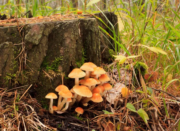 Edible mushroom. — Stock Photo, Image