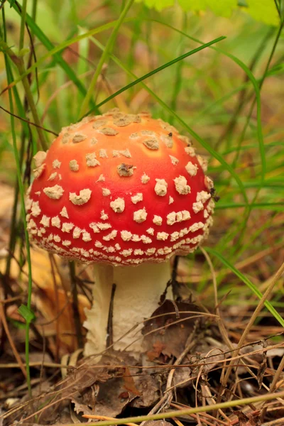 Fly-agaric — Stock fotografie