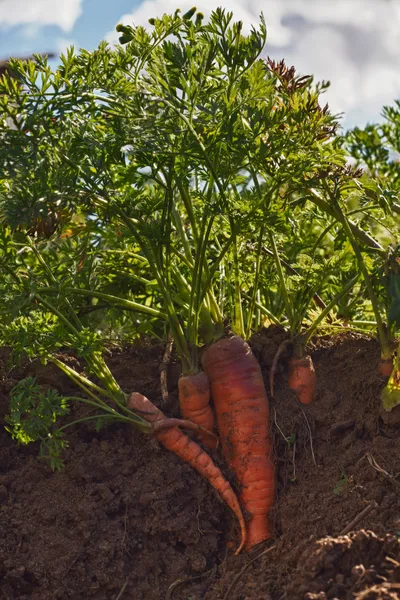 Морква в землі, на розрізі — стокове фото