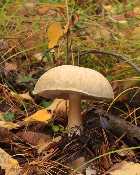Mushroom white photo below — Stock Photo, Image