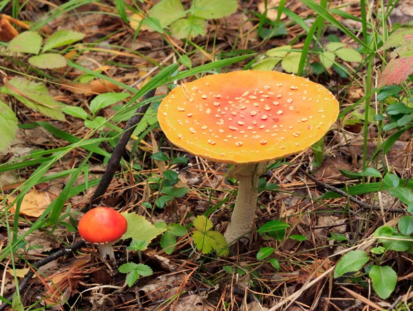 Fly-agaric — Stock fotografie