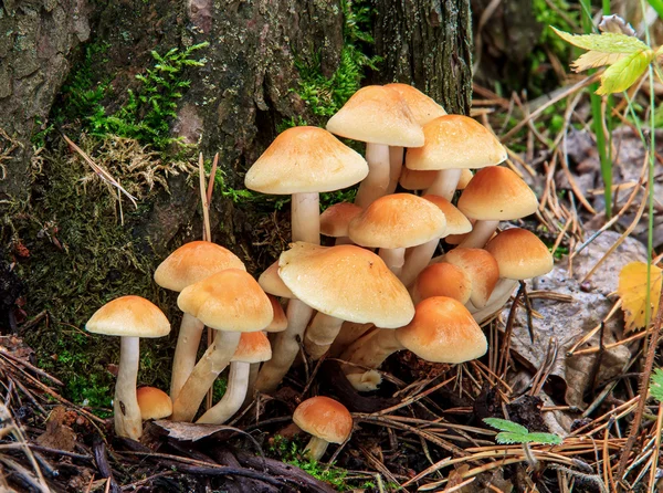 Edible mushroom. — Stock Photo, Image